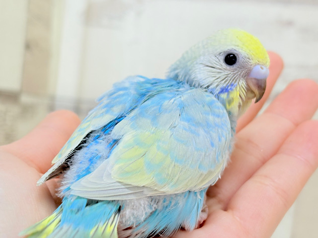 手の上で落ち着きリラックス.*･ﾟセキセイインコ(パステルカラーレインボー) ヒナ