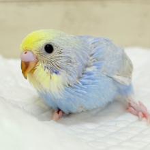 うるうるおめめがたまらん可愛さっ💖💖セキセイインコ(パステルレインボー) ヒナ