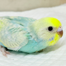 マイペースに大きくなろうねっ🐣🌸セキセイインコ(パステルカラーレインボースパングル) ヒナ
