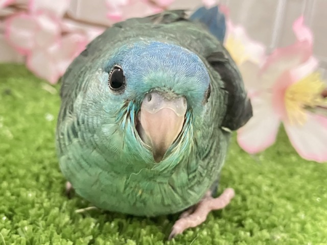 サザナミインコ