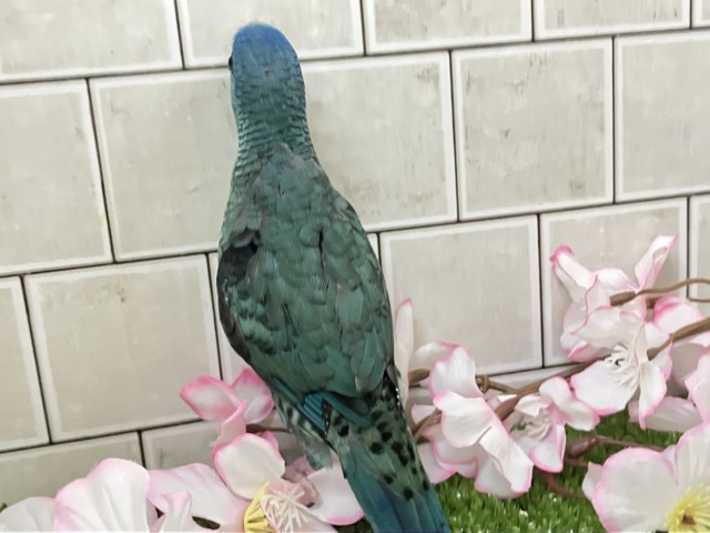 サザナミインコ