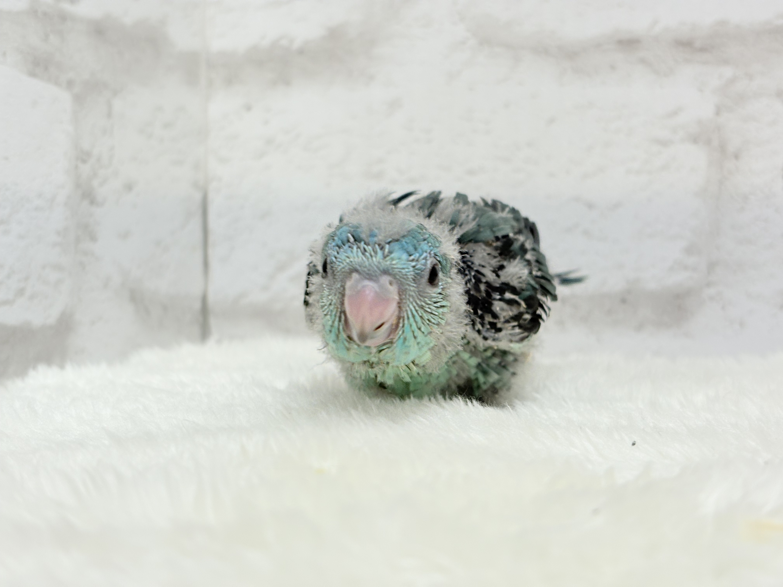 サザナミインコ