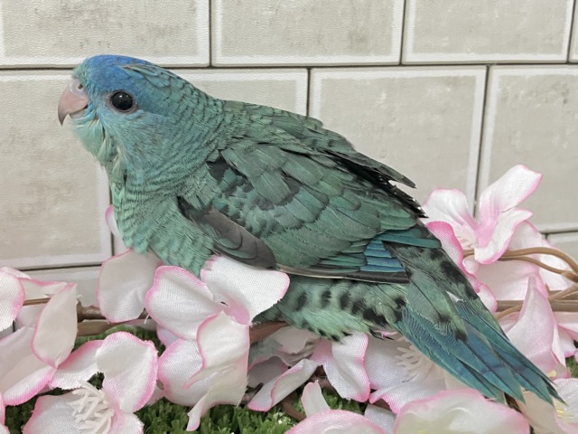 サザナミインコ