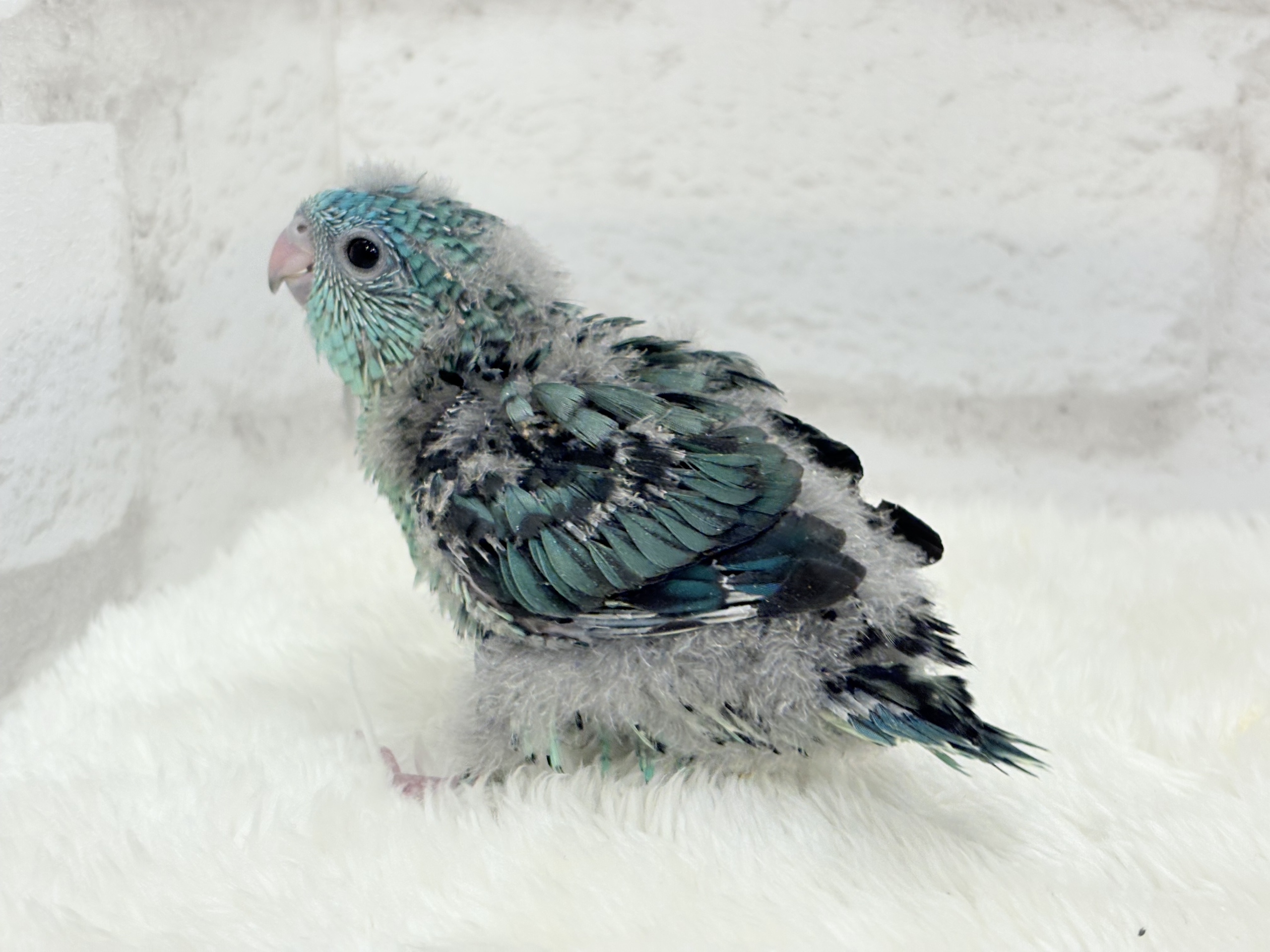 サザナミインコ