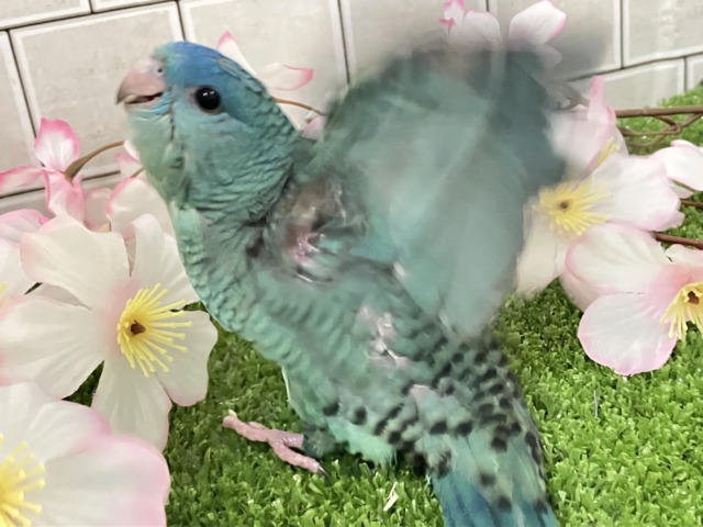 サザナミインコ