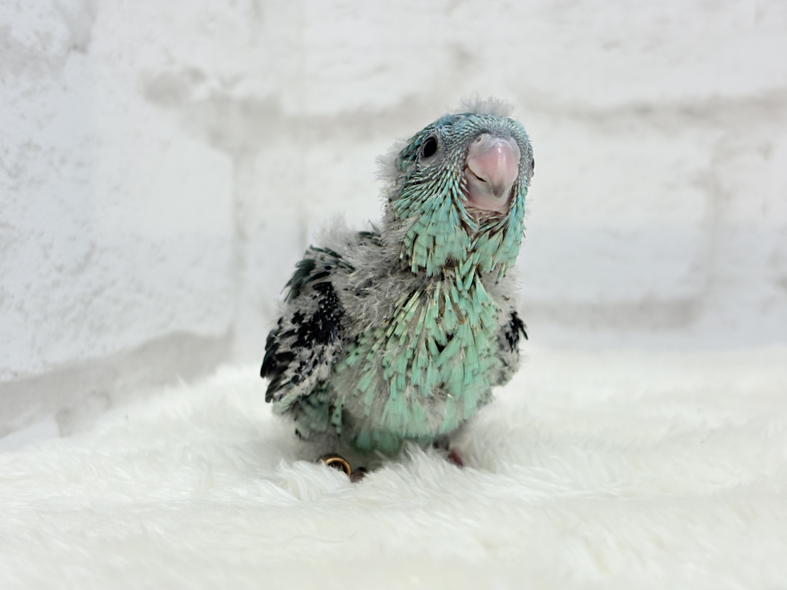 サザナミインコ