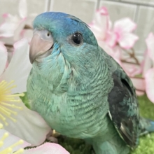 ✨最新画像✨爆裂荒波？！🌊はっちゃけピーポｩ！🚨🚓🚨サザナミインコ(ターコイズ/2026年3月生まれ)