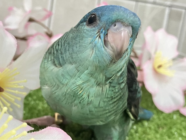 サザナミインコ