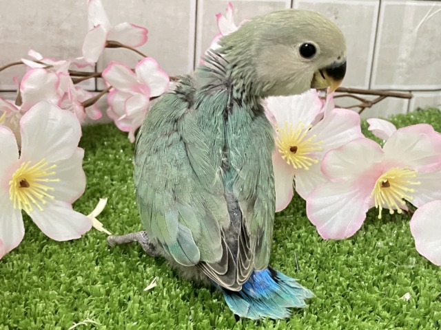 コザクラインコ（小桜インコ）