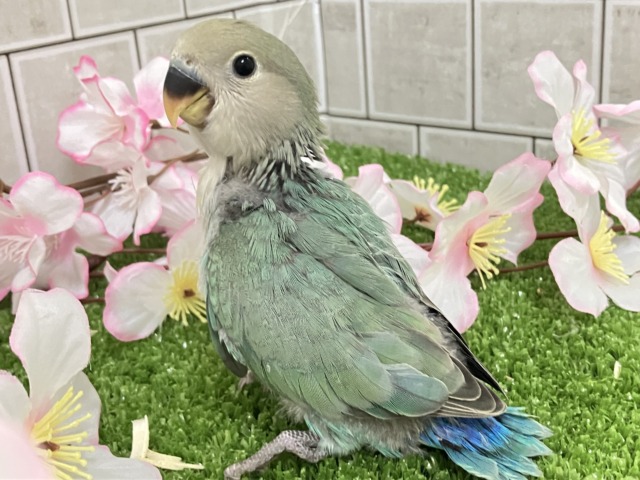 コザクラインコ（小桜インコ）