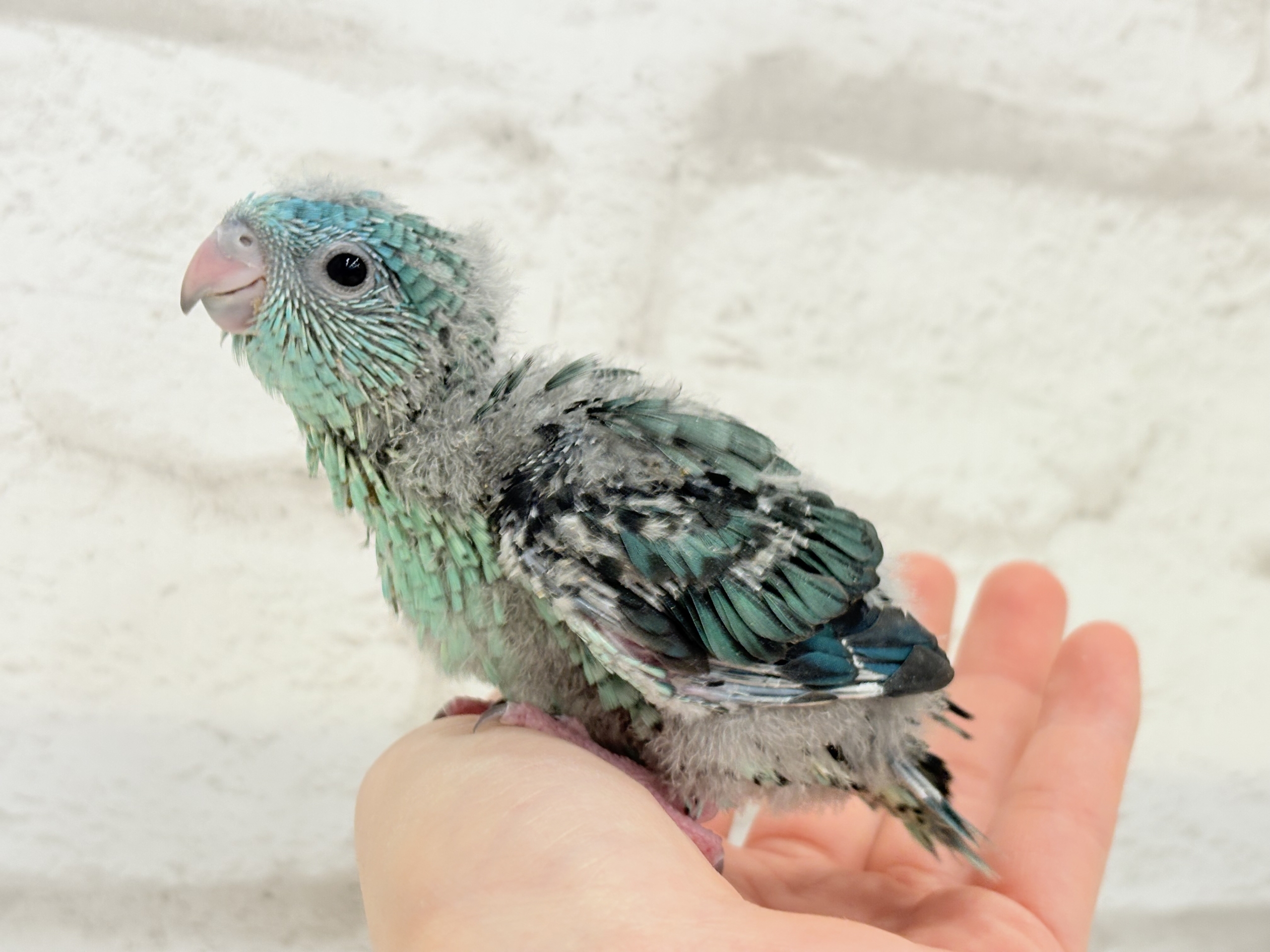 サザナミインコ