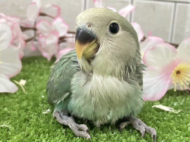 コザクラインコ（小桜インコ）