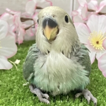 ✨最新画像✨ぎゅぎゅっとイチバン❕新茶だよ(꜆*ˊᵕˋ)꜆🍵コザクラインコ(シーグリーン/2026年3月生まれ)