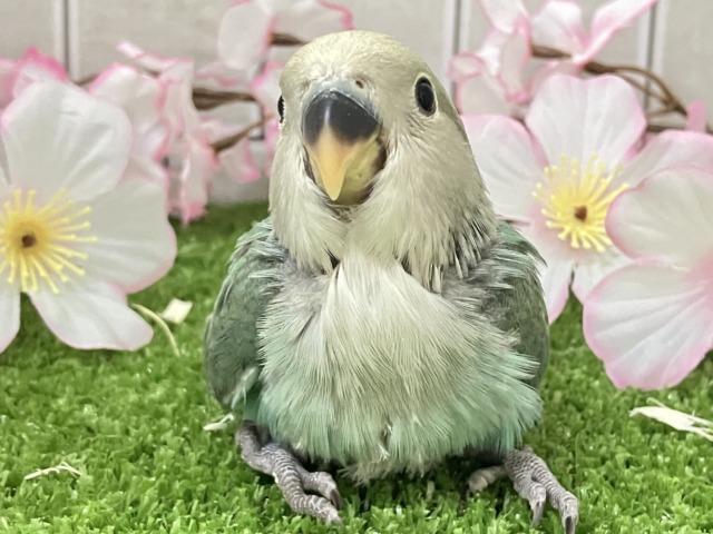 ✨最新画像✨ぎゅぎゅっとイチバン❕新茶だよ(꜆*ˊᵕˋ)꜆🍵コザクラインコ(シーグリーン/2026年3月生まれ)