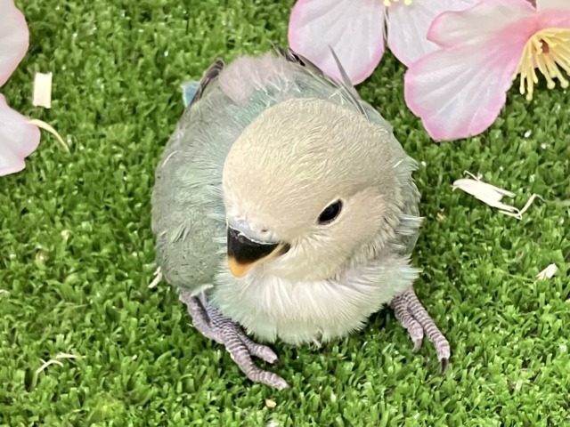 コザクラインコ（小桜インコ）