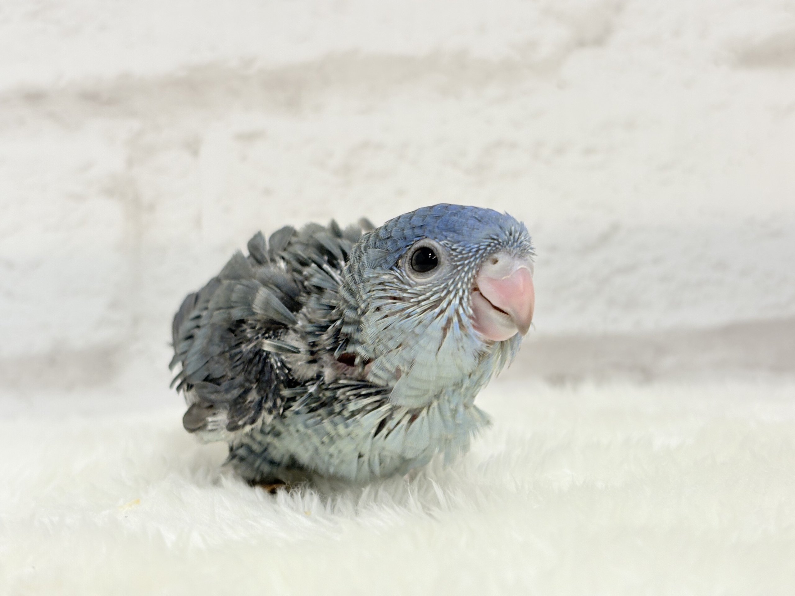 サザナミインコ