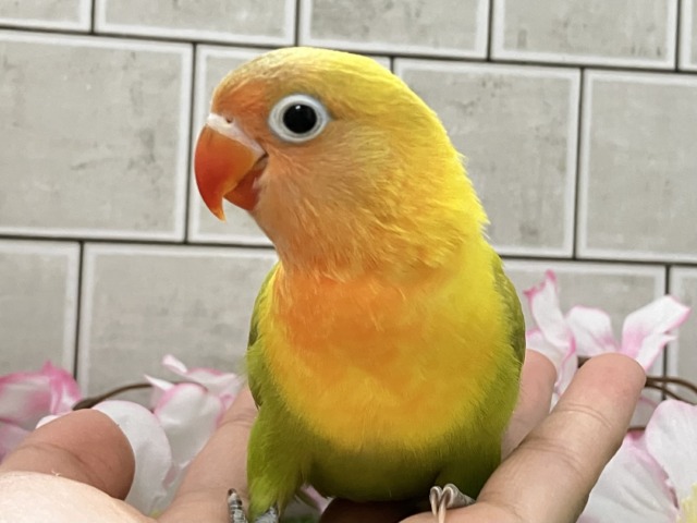 ヤマブキボタンインコ