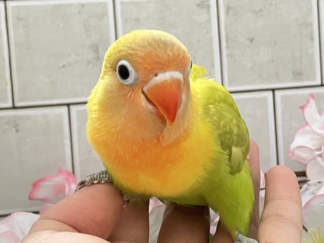 ヤマブキボタンインコ