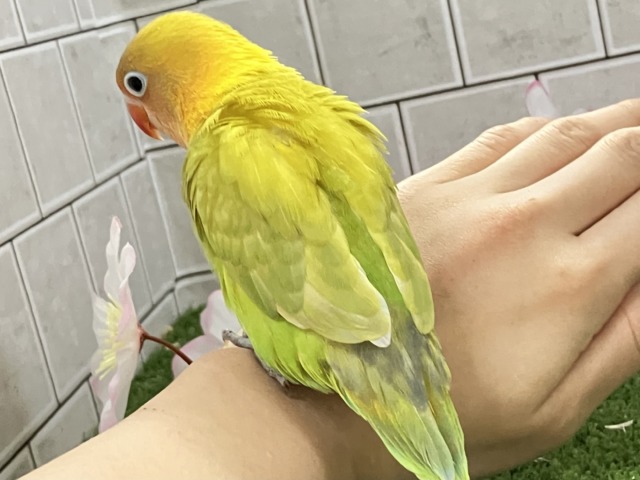 ヤマブキボタンインコ