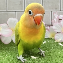 ✨最新画像✨春にパッチリ👀🌱⋆｡ふきの╰(    ╯˙-˙)╯ﾄｩｯ♪🌿‬ ボタンインコ(ヤマブキ/2026年3月生まれ)