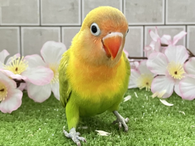 ✨最新画像✨春にパッチリ👀🌱⋆｡ふきの╰( ╯˙-˙)╯ﾄｩｯ♪🌿‬ ボタンインコ(ヤマブキ/2026年3月生まれ)