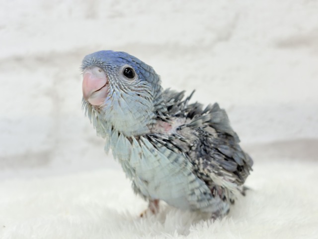 優しいお顔のピーポポちゃん🐣🪐サザナミインコ(コバルト) ヒナ