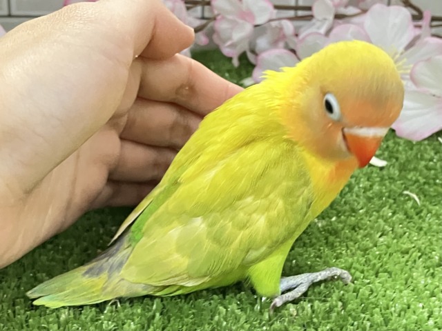 ヤマブキボタンインコ