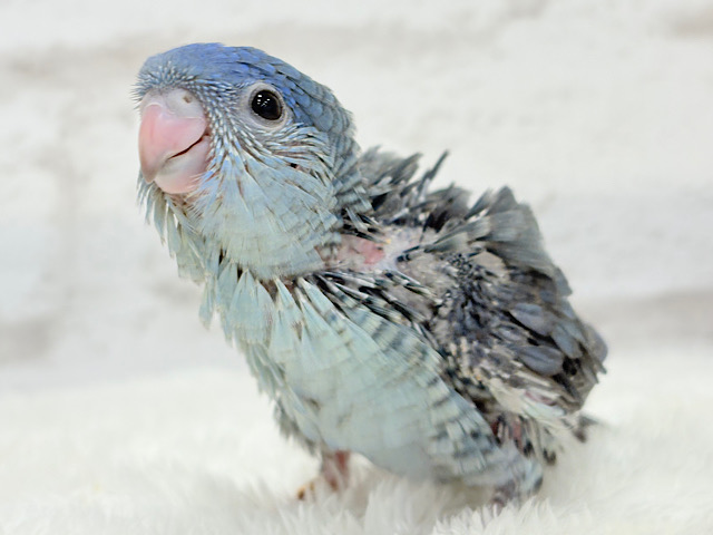 優しいお顔のピーポポちゃん🐣🪐サザナミインコ(コバルト) ヒナ