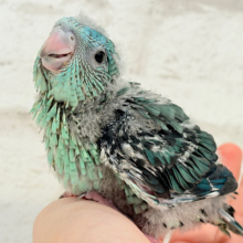 宝石みたいな輝き放つ💎.*サザナミインコ(ターコイズ) ヒナ