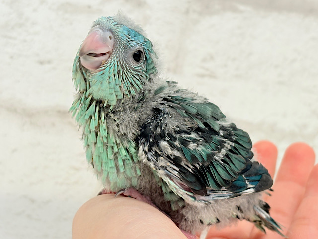宝石みたいな輝き放つ💎.*サザナミインコ(ターコイズ) ヒナ