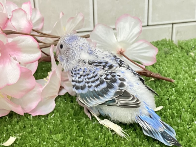 セキセイインコ