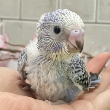 ヒカリを浴びて🌟変身べりぃ🫐➿セキセイインコ(ブルーオパーリン/2026年3月生まれ)
