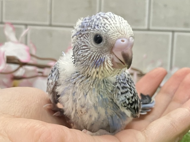 ヒカリを浴びて🌟変身べりぃ🫐➿セキセイインコ(ブルーオパーリン/2026年3月生まれ)