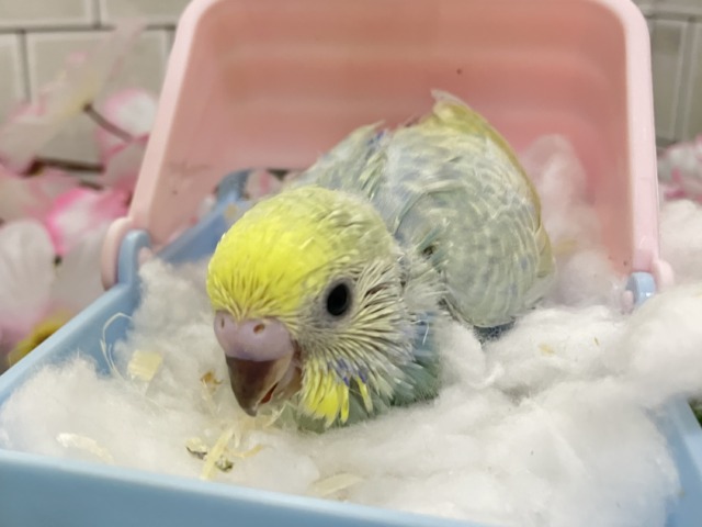 セキセイインコ