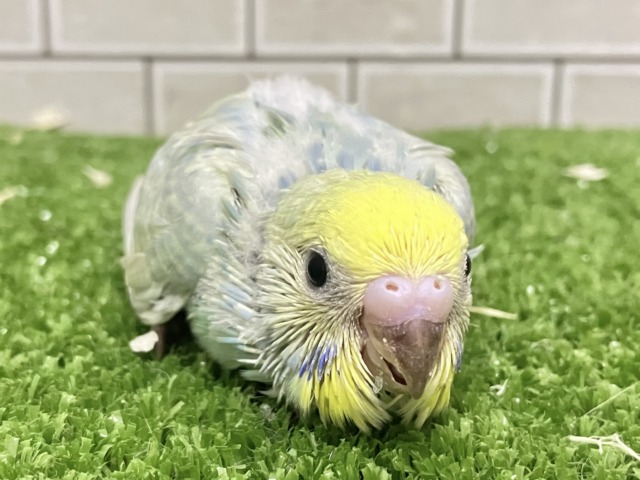 心に響く💕ライム&リリック🍋‍🟩~♬.*ﾟセキセイインコ(パステルレインボースパングル/2026年3月生まれ)