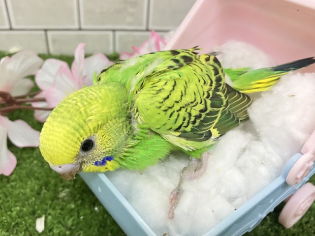 セキセイインコ