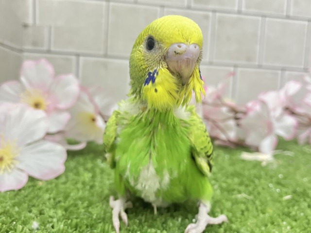 セキセイインコ