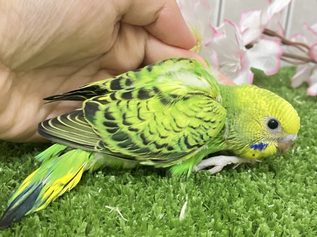 セキセイインコ