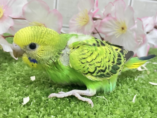 セキセイインコ