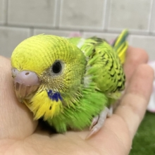 夜空を1滴💙🌙*.ぐり〜んあっぷる🍏💚セキセイインコ(グリーンオパーリン/2026年3月生まれ)