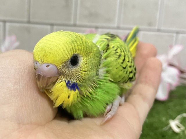 夜空を1滴💙🌙*.ぐり〜んあっぷる🍏💚セキセイインコ(グリーンオパーリン/2026年3月生まれ)