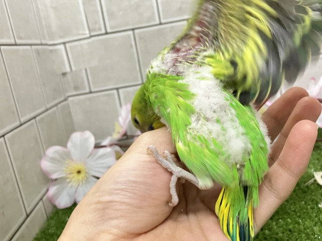 セキセイインコ