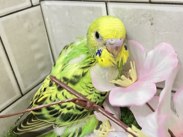 セキセイインコ