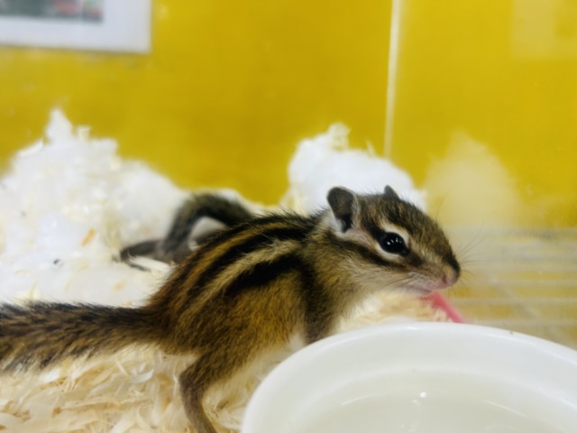 久々入舎!!🔥🔥🔥 シマリスさんがやってきましたよ~(`・ω・´) 女のコ シマリス(ノーマル)