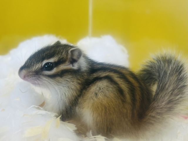 久々入舎!!🔥🔥🔥 シマリスさんがやってきましたよ~(`・ω・´) 女のコ シマリス(ノーマル)