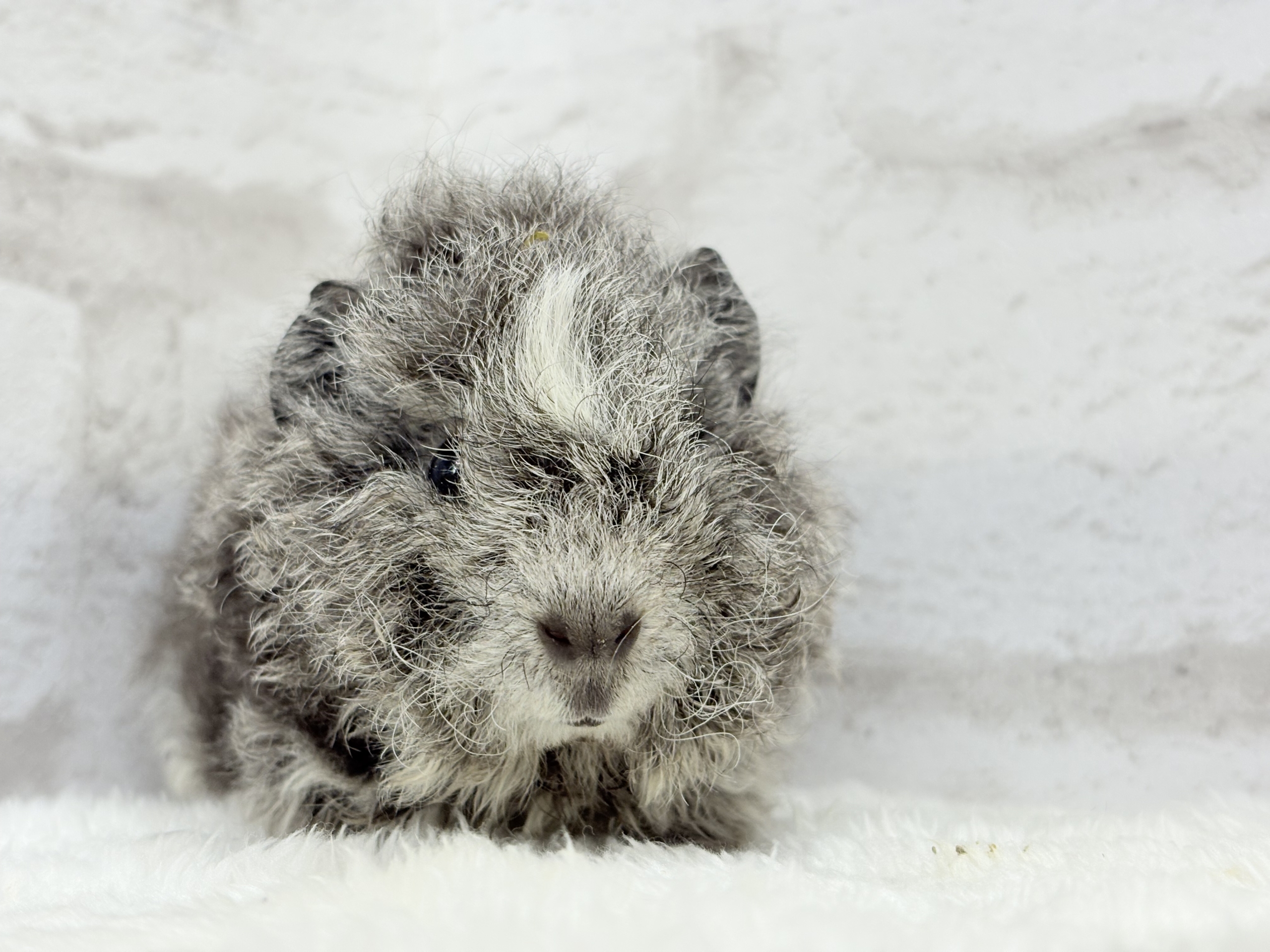 ぬいぐるみみたいなもこもこちゃん🐹☁️テディモルモット(男の子) テディモルモット