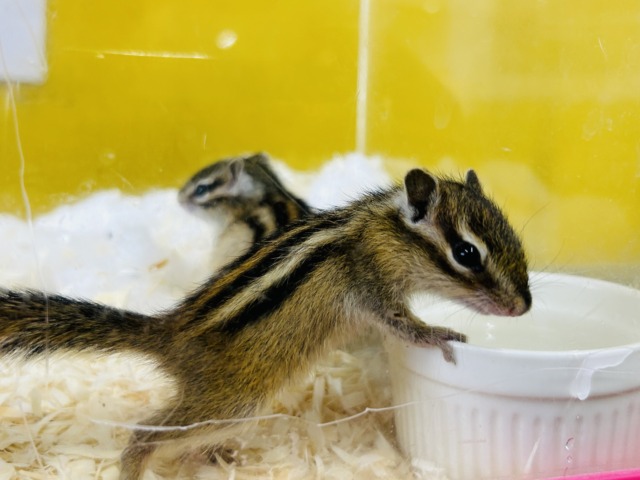 久々入舎!!🔥🔥🔥 シマリスさんがやってきましたよ~(`・ω・´) 女のコ シマリス(ノーマル)