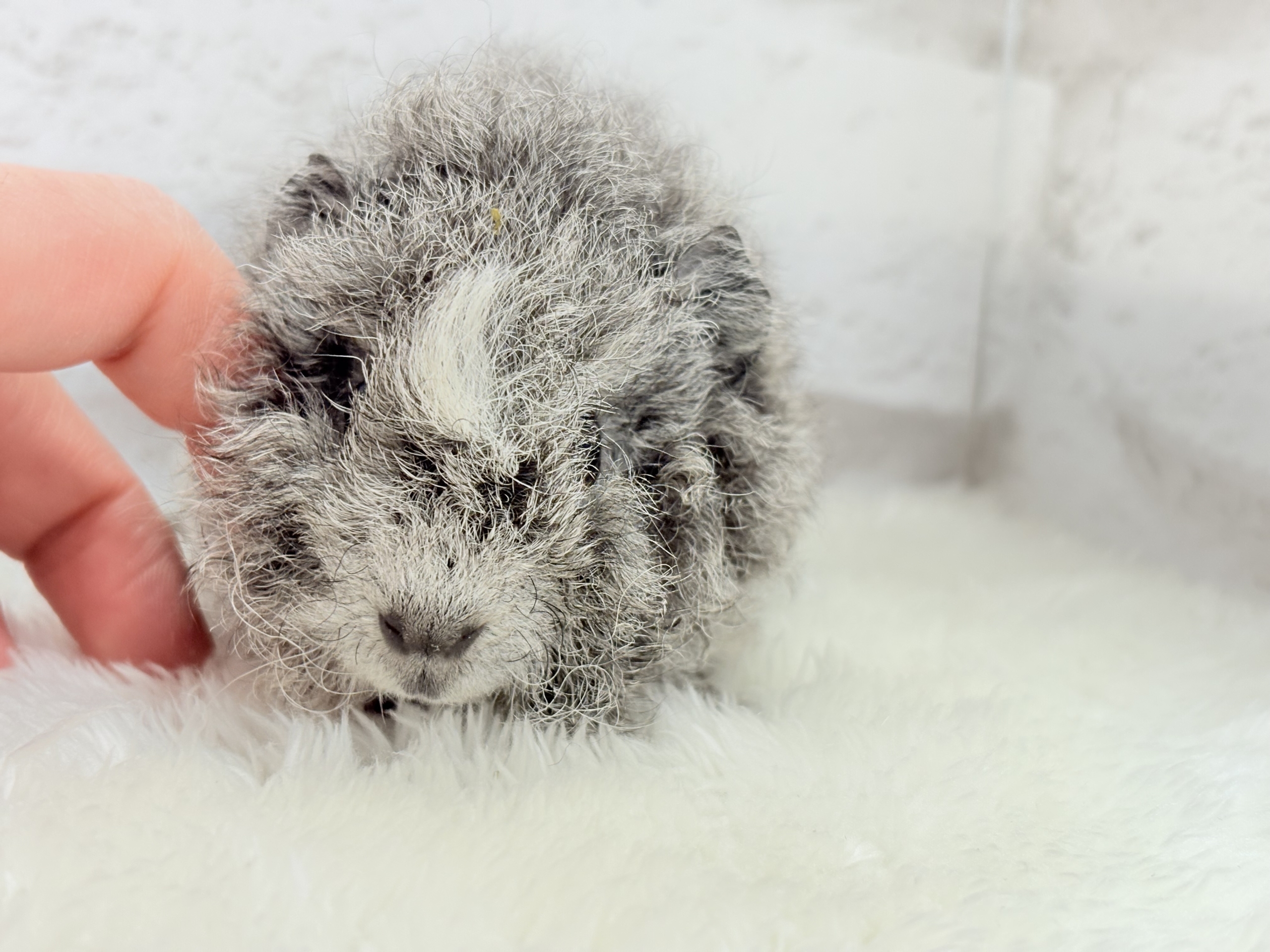 テディモルモット