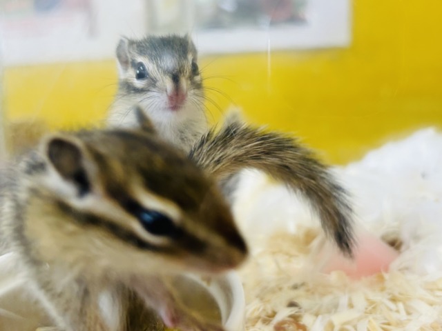 久々入舎!!🔥🔥🔥 シマリスさんがやってきましたよ~(`・ω・´) 女のコ シマリス(ノーマル)
