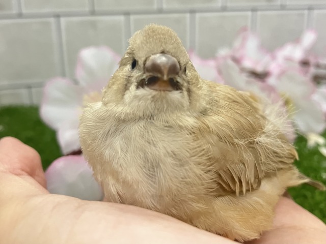 ジャンボキンカチョウ